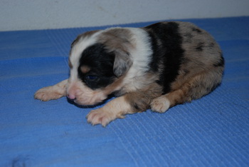 Australian Shepherd